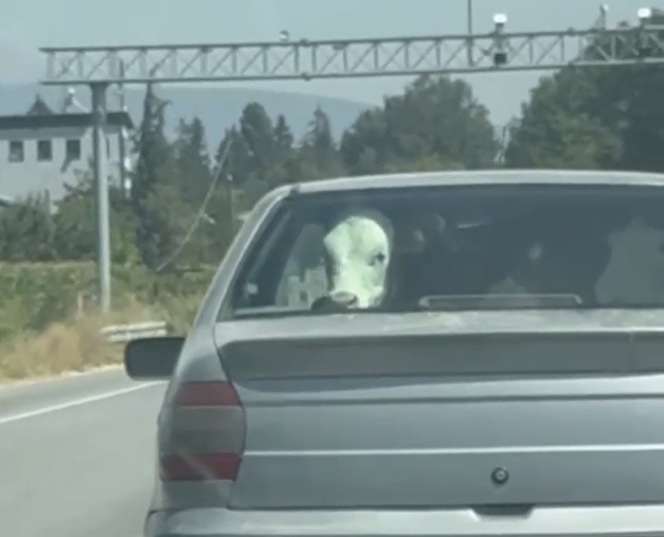 Bolu’da otomobilin arka koltuğunda buzağı şaşkınlığı