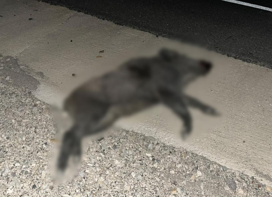 Kastamonu’da otomobil domuz sürüsüne çarptı: 2 yaralı